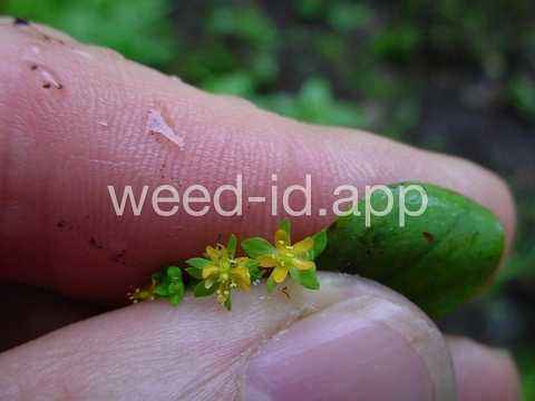 St. John's-wort, dwarf